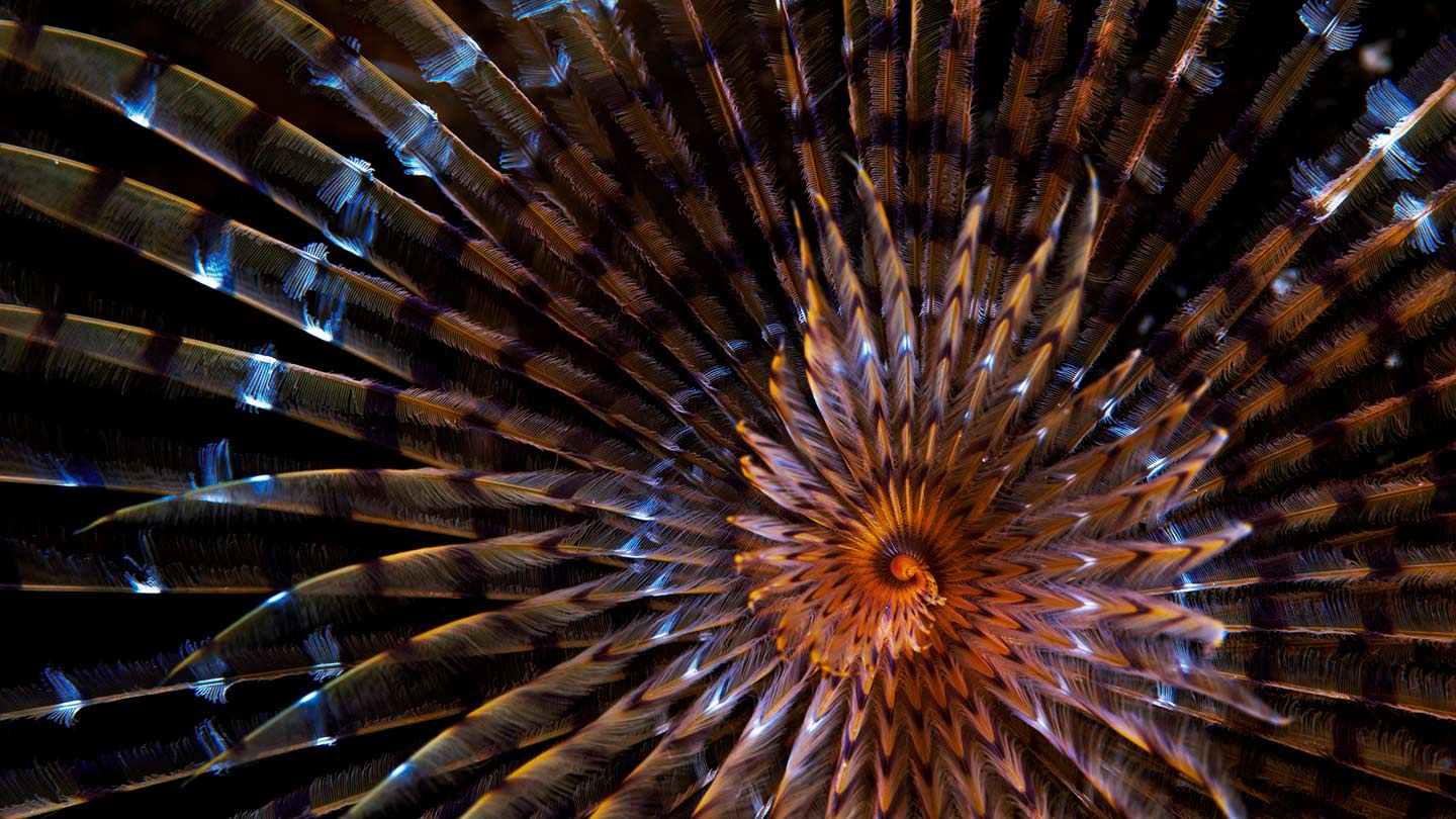 Circle of feathers